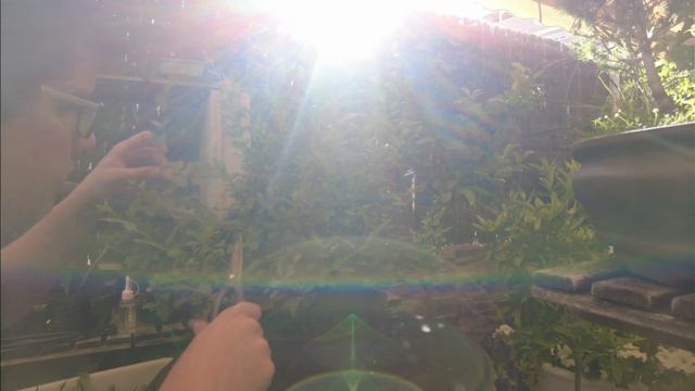 Ligustrum Bonsai Low Cost de Kaeru En - Resumen de su vida y pinzado (05/2022) смотреть онлайн