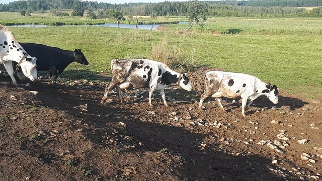 Пастбищные племенные коровы с продуктивностью в 10 000 за лактацию Российского происхождения идут н смотреть онлайн