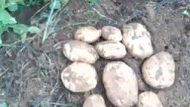 Копаю картофель СЫНОК. Диву даюсь! Вот это УРОЖАЙ! смотреть онлайн