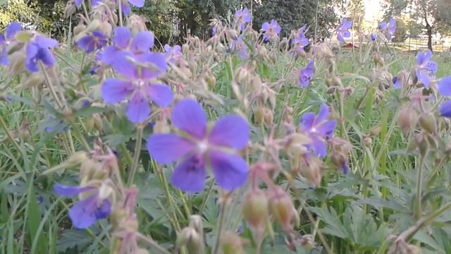 14.07.2014(2) Герань лесная смотреть онлайн