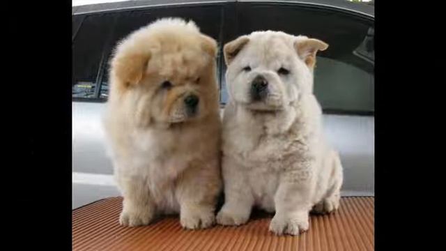 Dukes Farm корм для собак