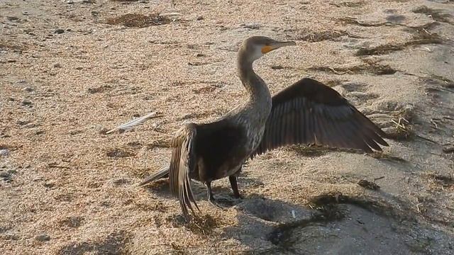 Черное море. Конец июля. Раннее утро. Одинокий баклан на пляже. смотреть онлайн