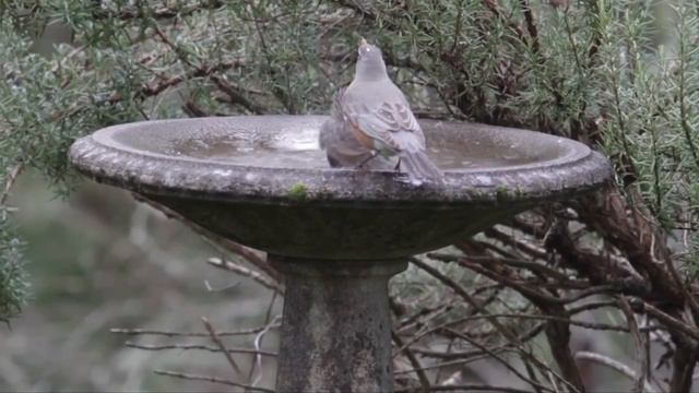 birds bathing in water , птицы купаются هكذا تلعب الطيور في الماء смотреть онлайн