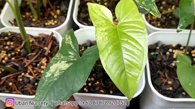 Syngonium Podophyllum Aurea Yellow Variegated || Syngonium Yellow