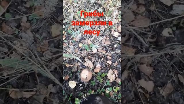 Грибы замёрзли в лесу смотреть онлайн