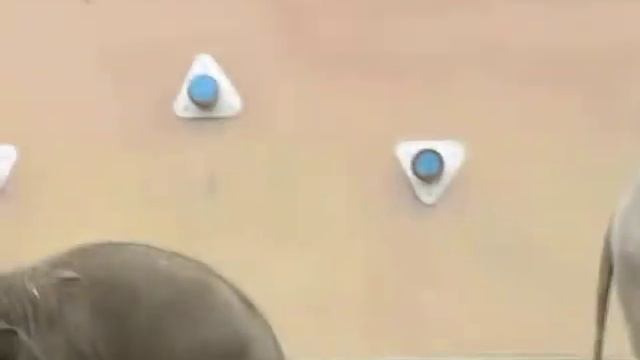 азиатские слоны смотреть онлайн