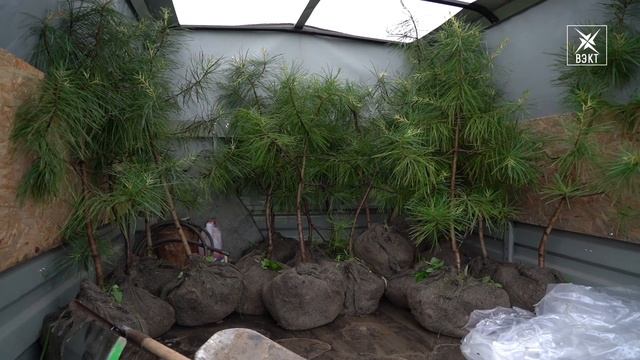 Здесь будет город-сад! Глава округа Артур Болотников посадил кедры в центре города Белоозерский