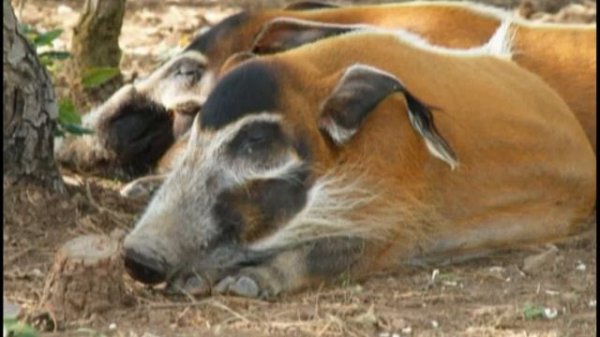 Школа Шишкиного Леса. Природоведение. Свиньи