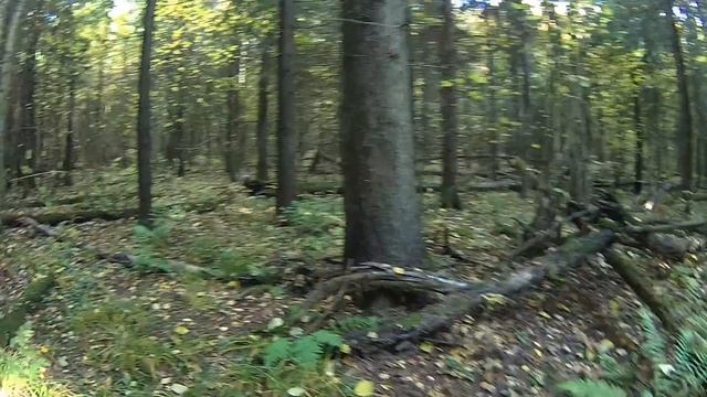 Грибной Клондайк, осенние разносолы. Подмосковье. смотреть онлайн