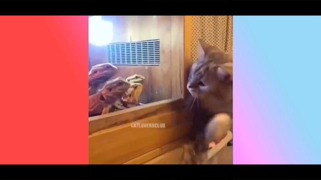 #5| КОТЫ ГОВОРЯТ! | ПОДБОРКА РЖАЧНЫХ МОМЕНТОВ |ОЗВУЧКА ГУГЛ| #топсмешныхкотов смотреть онлайн