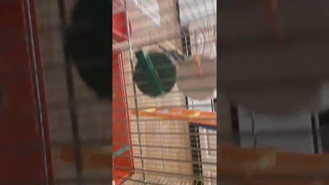 Как определить возраст волнистого попугая смотреть онлайн