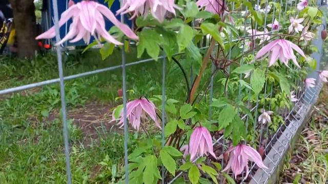 Powojniki Purple Dream I Pink Dream, Clematis,