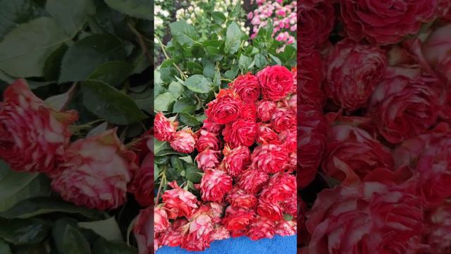 Троянда ГІНЕС - чайно-гібридний сорт. смотреть онлайн