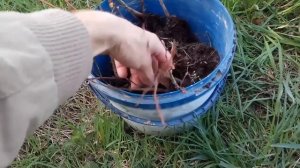 Сажаю липу в изгородь. Липа из семян 2019года.