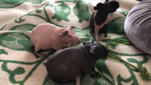 Skinny Merisead Naudivad Tilli. Морские свинки Skinny.