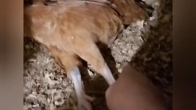 Курица упала на ноги. Как помочь?