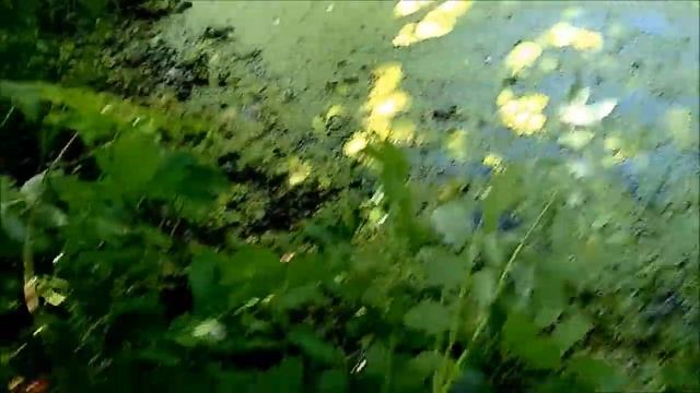 Пересохла протока! Как я сажала кубышку. Томаты плохие(( смотреть онлайн