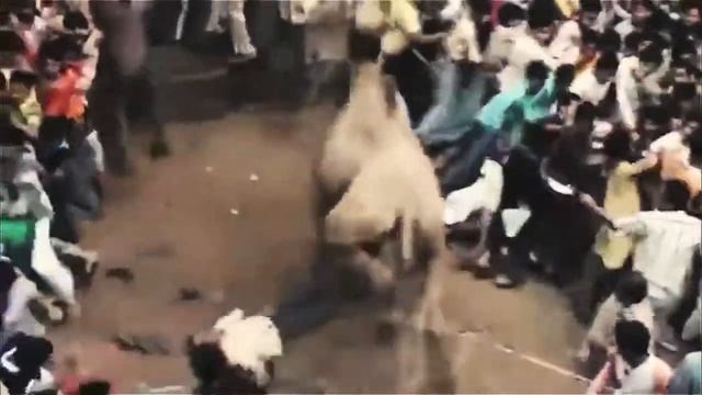 Mad camel ? (Read description) смотреть онлайн