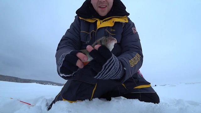 Напластал окуней на мормышку. Пулеметный клёв отменного окуня. смотреть онлайн