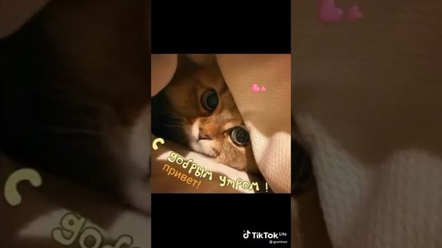 Коты ? Картинки милых котиков и собак(Оригинал от Хиро) ???? смотреть онлайн