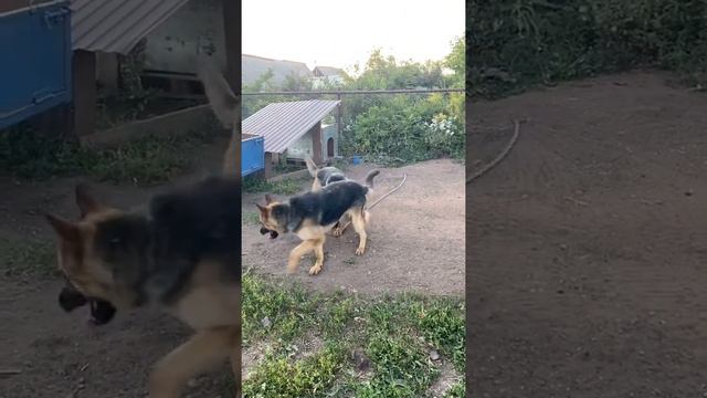 Вязка немецких овчарок! Первая встреча с подругой! смотреть онлайн