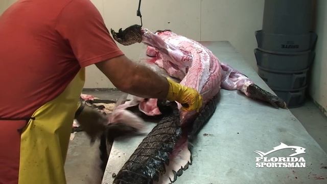 How to Clean, Fillet, Debone and Skin an Alligator [IN ONE PIECE!] | Florida Sportsman смотреть онлайн