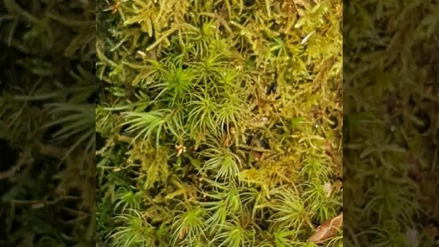 Мох. Мох похожий на звёздочки-кукушкин лён. смотреть онлайн