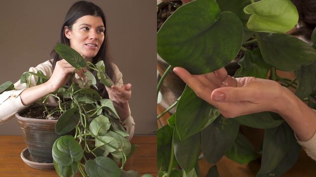 Scindapsus Pictus 'Jade Satin' (Silver Pothos) Houseplant Care – 362 Of 365