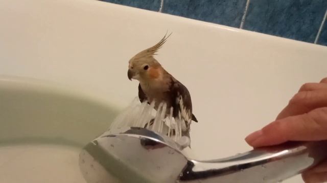 Купание корелы смотреть онлайн