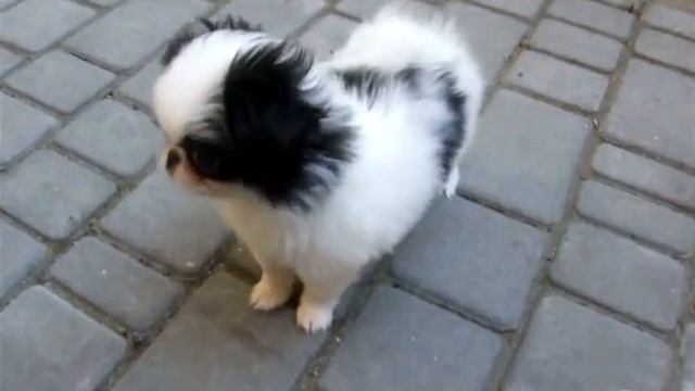 Японский хин(2 месяца) смотреть онлайн