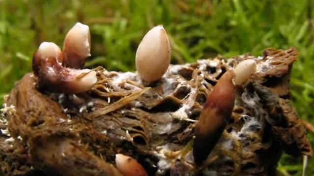 Penízovka hlíznatá - Collybia tuberosa смотреть онлайн