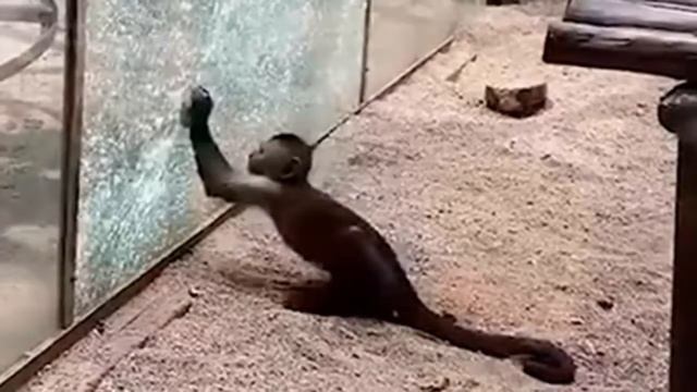 Обезьяна заточила камень и разбила им стекло в вольере: проделки умного примата попали на видео смотреть онлайн