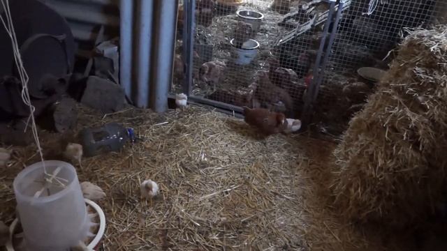 мой опыт разведения птицы : бройлеров, мускусных - индо утки, мясо-яичных. условия содержания нюанс смотреть онлайн