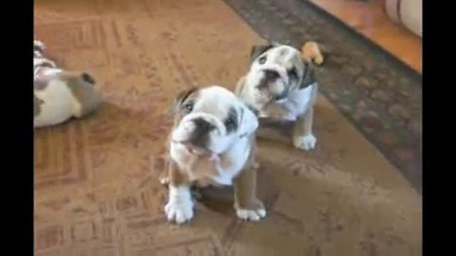 Bulldogs Are Awesome Compilation смотреть онлайн