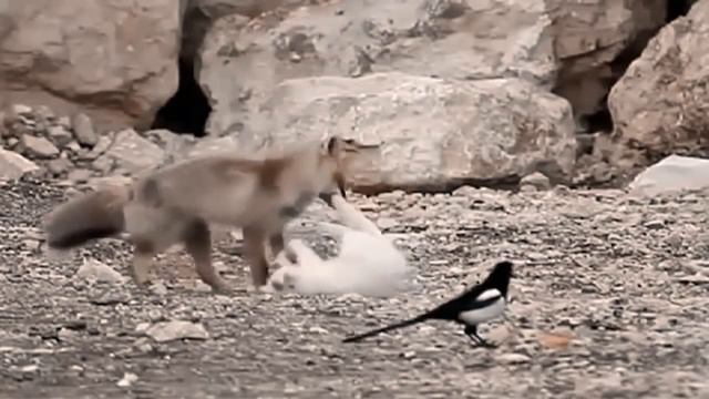 Подружки, кошка и лиса:-) смотреть онлайн