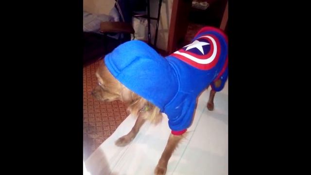 Полезные товары для животных с АлиЭкспресс смотреть онлайн