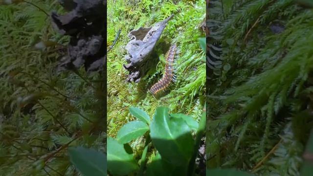 Fluorescent millipedes! смотреть онлайн