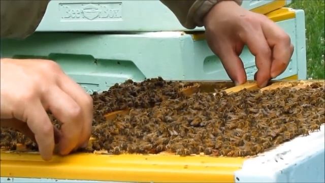 Buckfast. Добрая пчела. смотреть онлайн