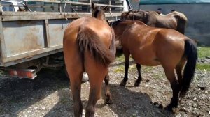 Рынок Лошадей Чечня. Субботний базар Курчалой 25.05.19