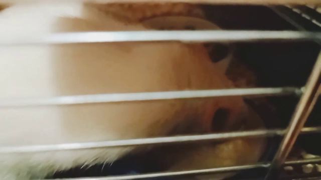 Даю крыскам творожок!!! смотреть онлайн