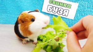 Необычные Приключения: Свинка Бузя в Картонной Тюрьме! ??