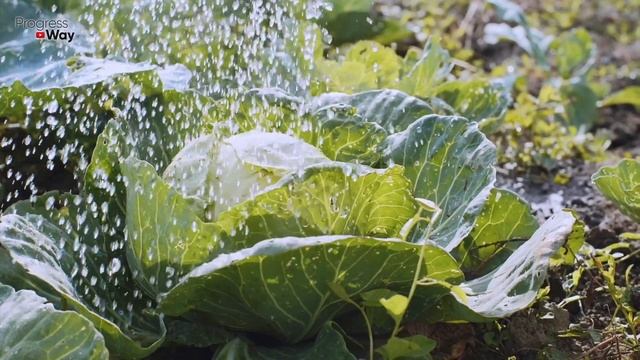 Я Не Верил, Но От Гусениц на Капусте Помогло Сразу, Прямо На Глазах / Самый Проверенный Способ! смотреть онлайн