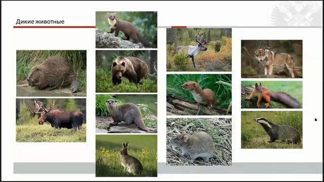 Городище Надбелье на Оредеже. Фаунистический комплекс из раскопок 1995-2001 гг. смотреть онлайн