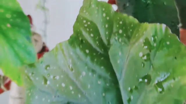 Part 2 - Plant Tour - Balcony Garden - Philippines