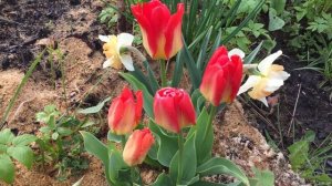 Цветение тюльпана Фостера "Candela Festival" (Fosteriana tulips "Candela Festival")