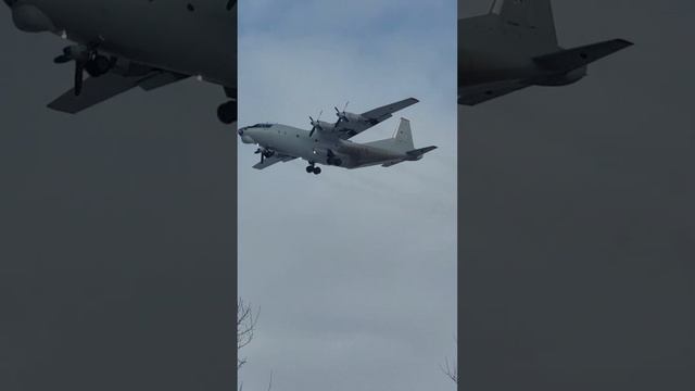 АН-12 садится. И ему наперерез птица летит. Чибис, наверное. смотреть онлайн