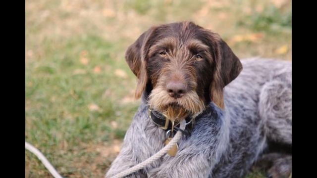 Немецкий Жесткошерстный Пойнтер/German Wirehaired Pointer (порода собак HD slide show)! смотреть онлайн
