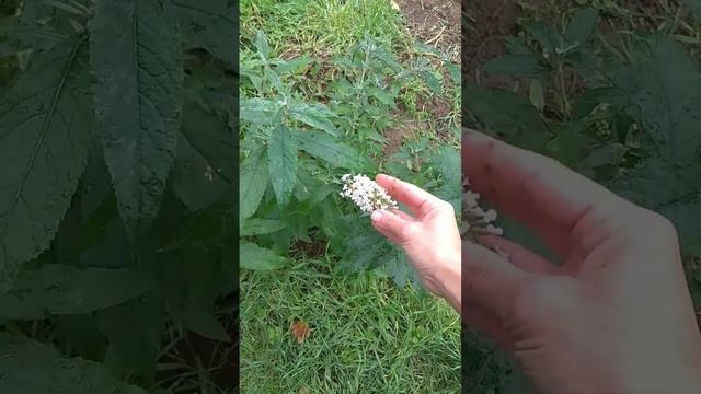 Будлея из семян цветет в год посадки смотреть онлайн