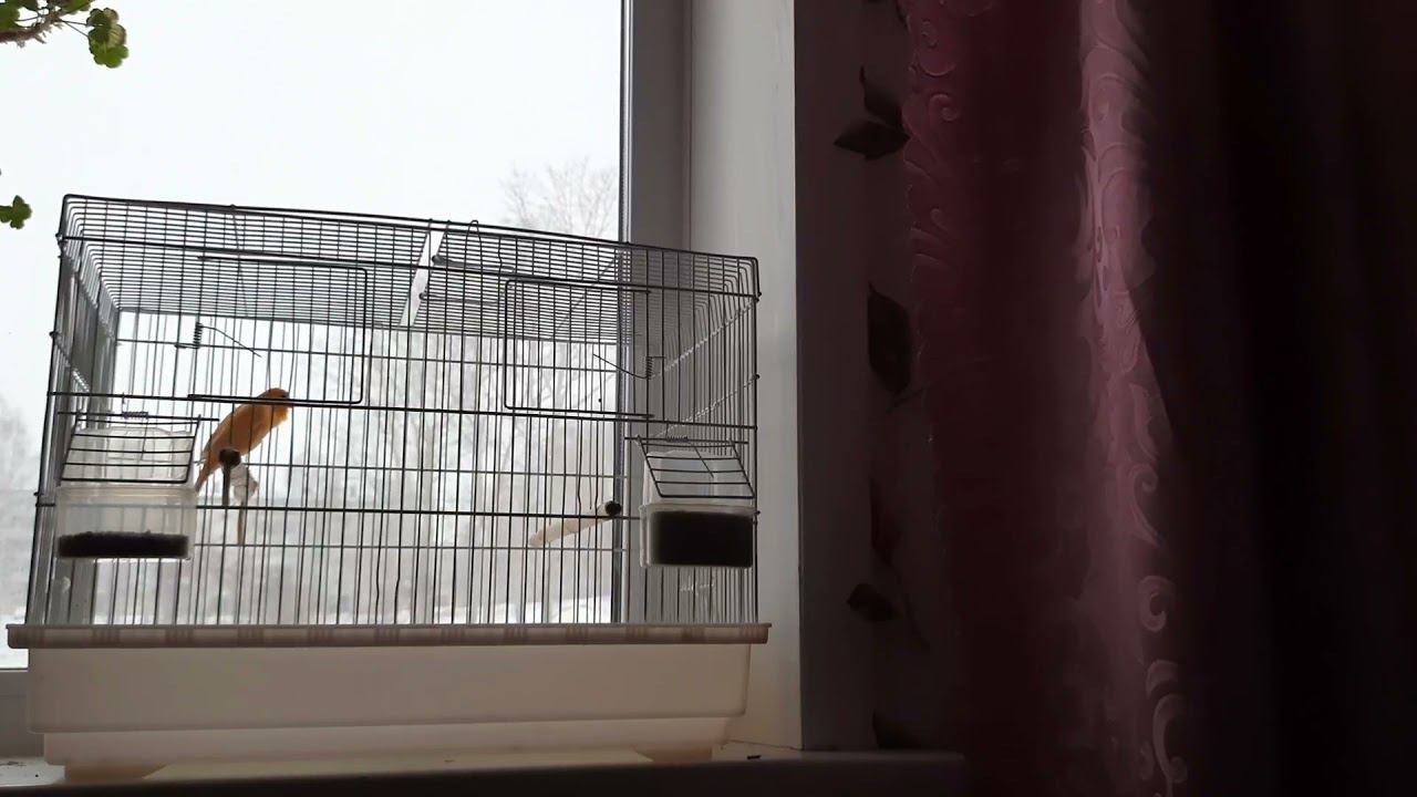 Молодой кенаришка начинает распеватся. 21.11.2021 год. смотреть онлайн