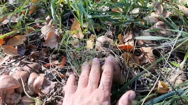 Тополевая рядовка 2022